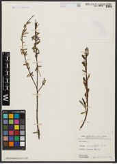 Foto von Salix acmophylla Boiss.